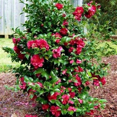 October Magic Rose Camellias: An Autumnal Blessing